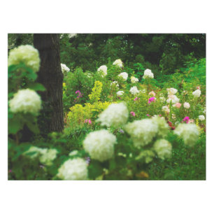 Nappe Hydrangeas Limelight dans mon jardin Rubio