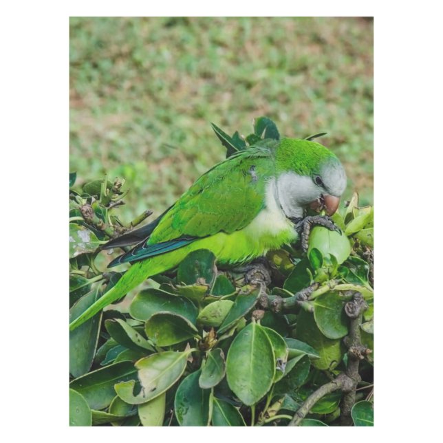 Nappe Perroquet vert (Devant)