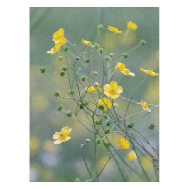 Nappe Renoncules jaunes (Devant)