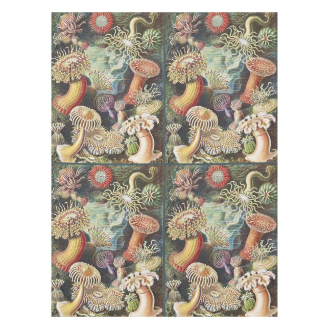 Nappe Sea Anemone Scientific Nature Ocean (Devant)