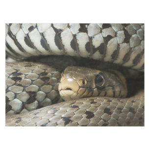 Nappe Serpent