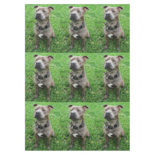 Nappe Staffordshire Bull Terrier Assis À L'Attention,