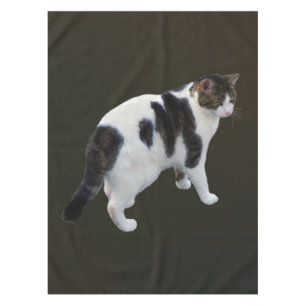 Nappe Tabby Blanc Avec Patches Sombres