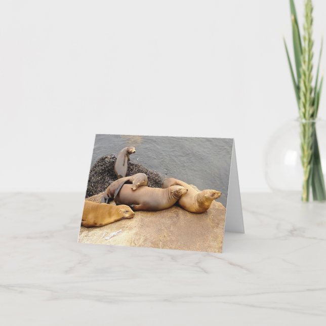 Napping Baby Sea Lions Note Card (Front)