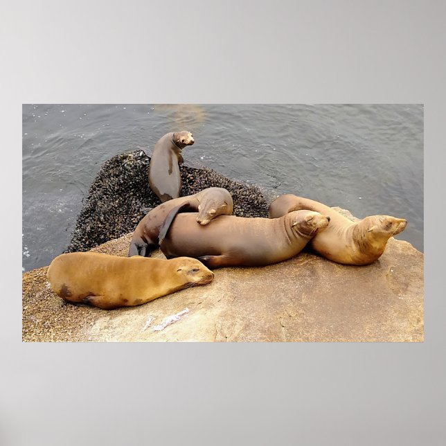 Napping Baby Sea Lions Poster (Front)