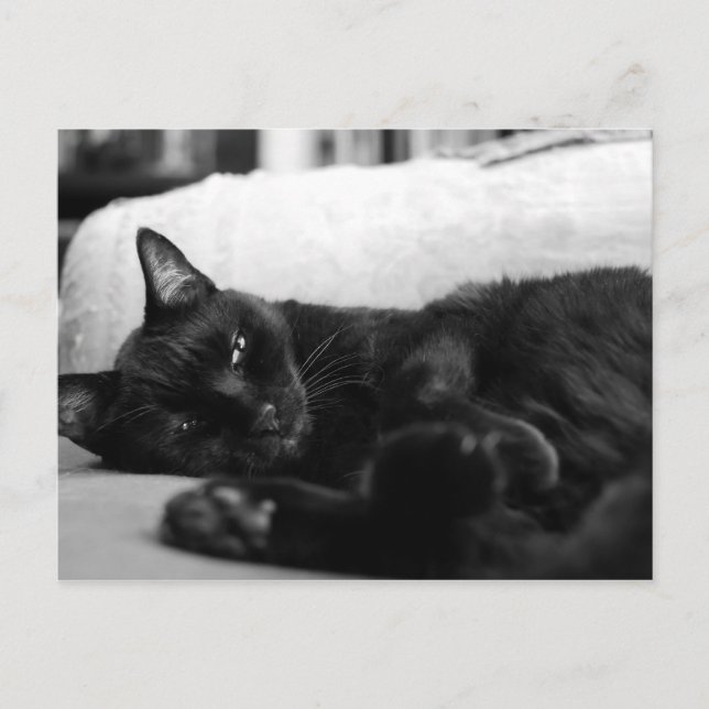 Napping Cat Postcard (Front)