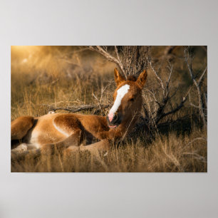 Napping Foal Poster