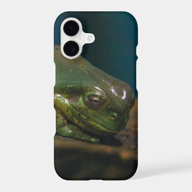 napping frog (Back)