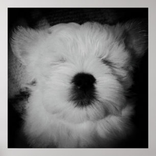 Napping Maltipoo Poster