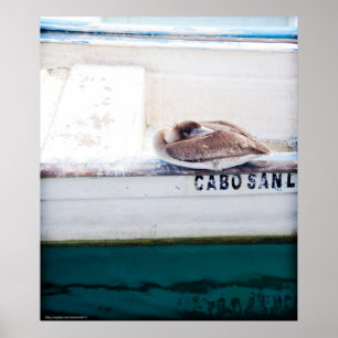 Napping Pelican Poster