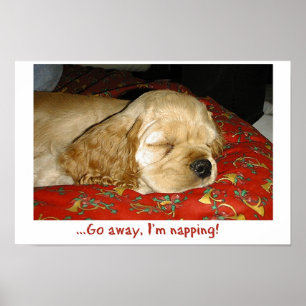 Napping Poster