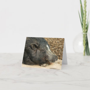 Napping Pot-Bellied Pig Card