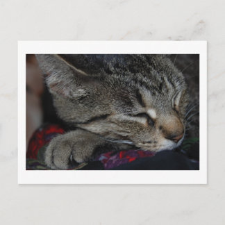 Napping Tabby Postcard