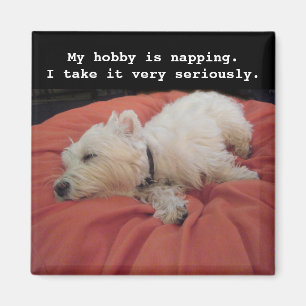 Napping Westie Photo Magnet