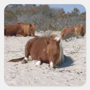 Napping Wild Ponies at Assateague National Park Square Sticker