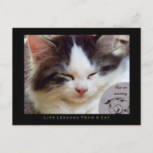 Naps Life Lessons From a Cat Postcard