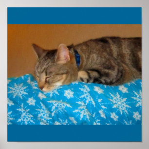 Naptime for Indigo Poster