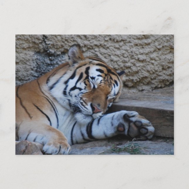 naptime tiger postcard (Front)