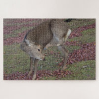 nara park 2024