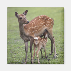 Nara Prefecture, Honshu, Japan 2 Magnet