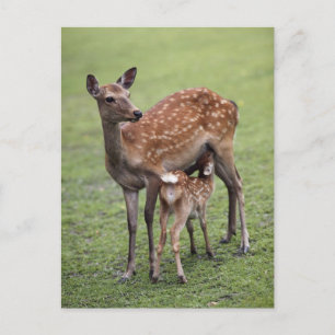Nara Prefecture, Honshu, Japan 2 Postcard