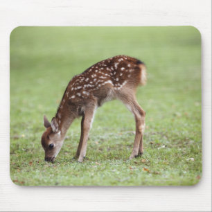 Nara Prefecture, Honshu, Japan Mouse Pad