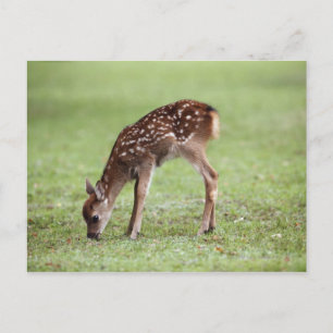 Nara Prefecture, Honshu, Japan Postcard