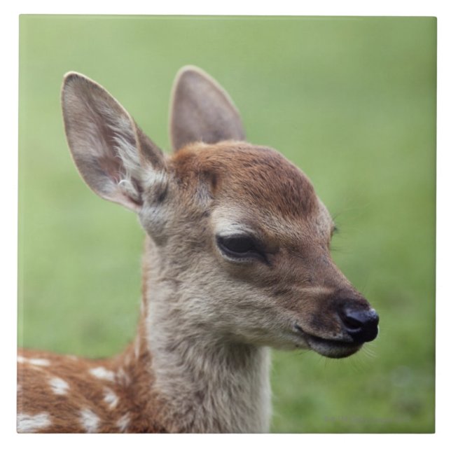 Nara Prefecture, Honshu, Japan Tile (Front)