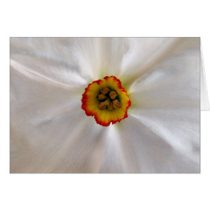 narcisse blanche perle