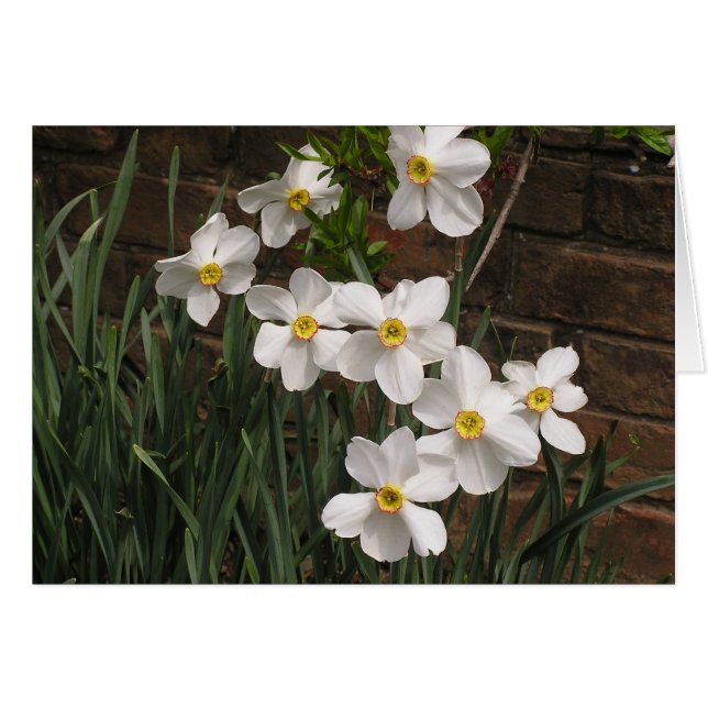 Narcisse du poète (N. 'Actea') (Devant Horizontal)