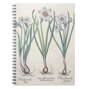 Narcissi: 1.Narcissus maximus medio purpureus; 2.N Notebook