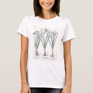 Narcissi: 1.Narcissus maximus medio purpureus; 2.N T-Shirt