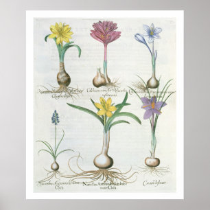 Narcissi, Crocuses and Hyacinth: 1.Narcissus autum Poster