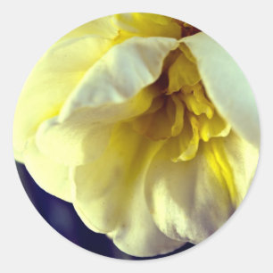 Narcissus Daffodil Classic Round Sticker