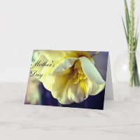 Narcissus Daffodil Mom's Day