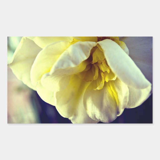 Narcissus Daffodil Sticker (Front)