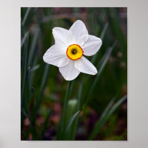 Narcissus Flower Poster