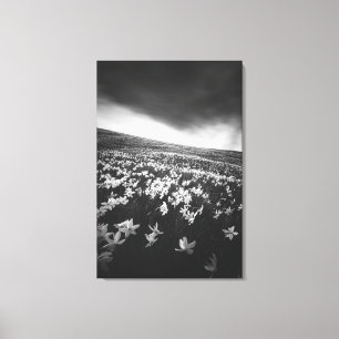 Narcissus flowers on mountain Golica, Slovenia Canvas Print