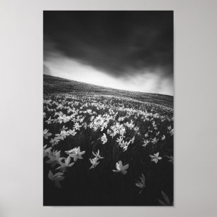 Narcissus flowers on mountain Golica, Slovenia Poster