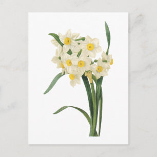 narcissus(Narcissus tazetta) by Redouté Postcard