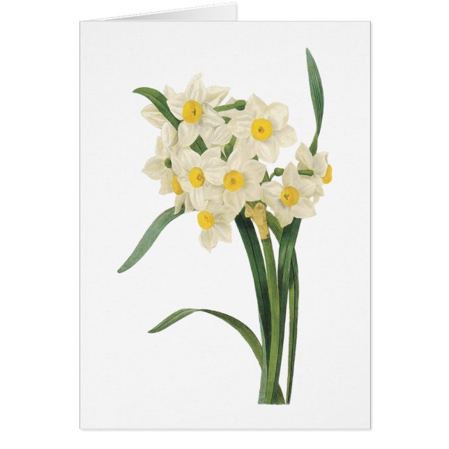 narcissus(Narcissus tazetta) par Redouté (Devant)
