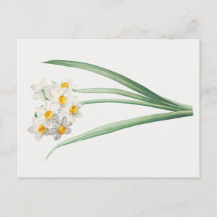 Narcissus, Pierre-Joseph Redouté, 1805 Postcard