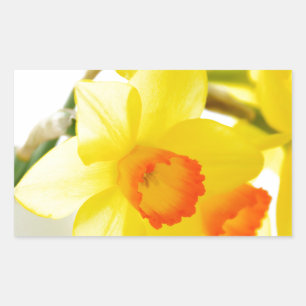 narcissus sticker