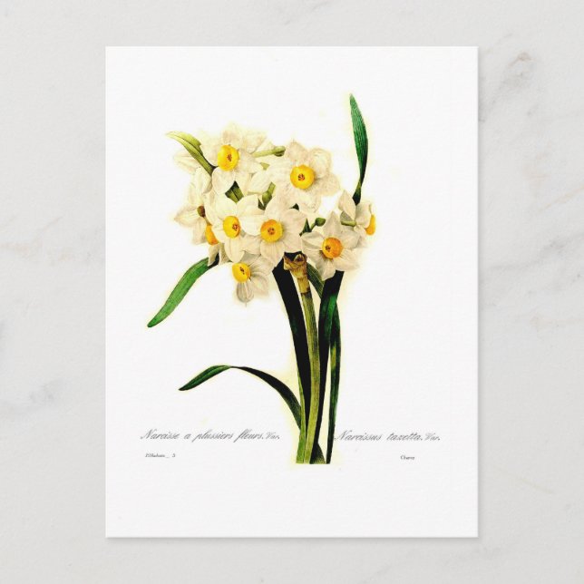 Narcissus tazetta.var postcard (Front)