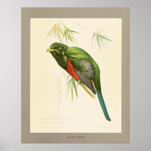 Narina Trogon Poster