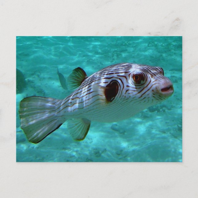 Narrow-lined Puffer Fish Postcard (Front)