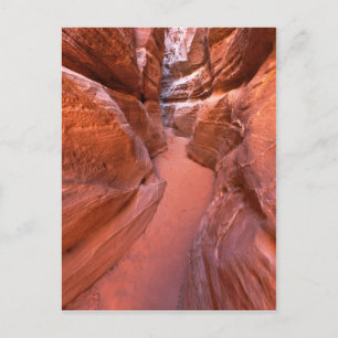 Narrow Path Postcard