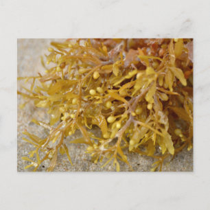 Narrowleaf Sargasso seaweed algae on sandy beach Postcard