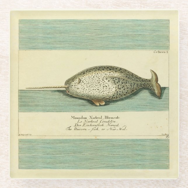 Narwhal Antique Whale Watercolor Scientific Art Glass Coaster (Front)