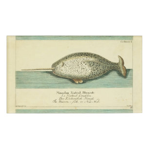 Narwhal Antique Whale Watercolor Scientific Art Name Tag